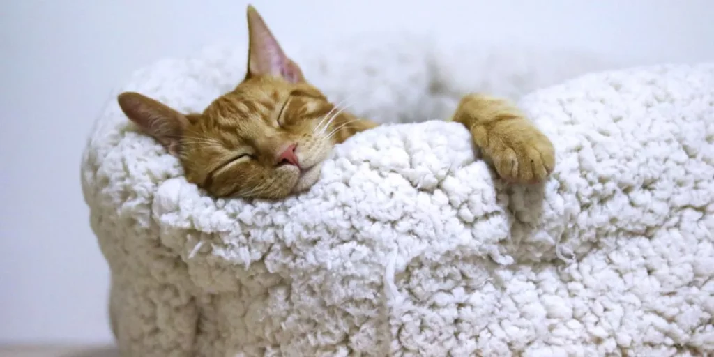 How Do Heated Cat Beds Benefit Your Pet in Winter? How Do Heated Cat Beds Benefit Your Pet in Winter?