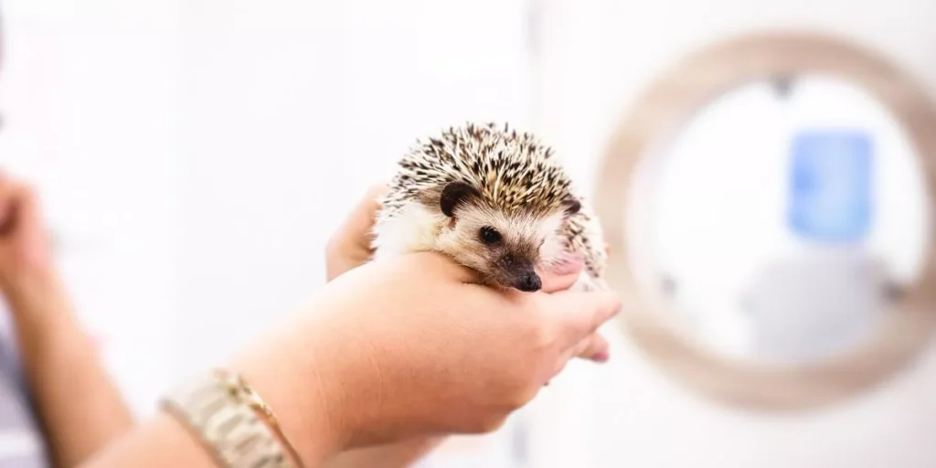 Tips for Maintaining Proper Humidity in Exotic Pet Enclosures Tips for Maintaining Proper Humidity in Exotic Pet Enclosures