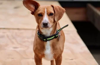 A New Way to Keep Your Pet Safe and Healthy