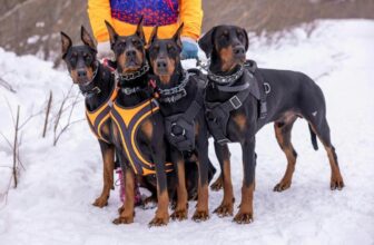 The Best Hiking Gear for Dogs and Pets