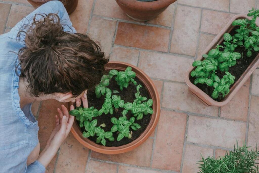How to Grow Herbs Year-Round With Seasonal Care? How to Grow Herbs Year-Round With Seasonal Care?
