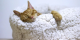 How Do Heated Cat Beds Benefit Your Pet in Winter?