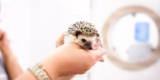Tips for Maintaining Proper Humidity in Exotic Pet Enclosures