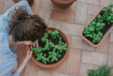 How to Grow Herbs Year-Round With Seasonal Care?
